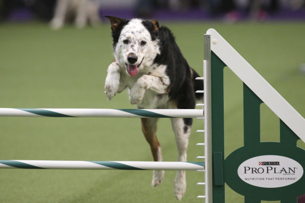 Dog Show - Agility